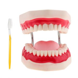 Dental Teeth Human Mouth Model